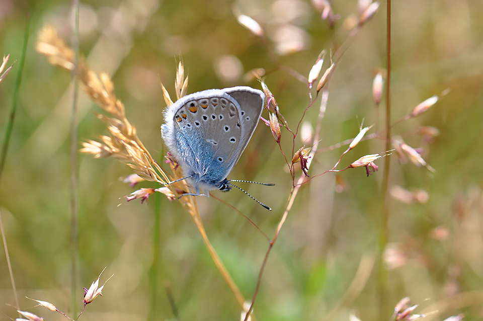 Polyommatus amandus - Isblåfugl