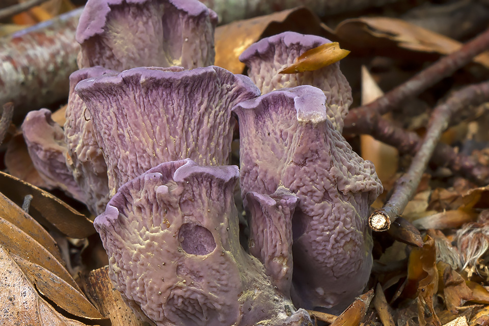 Gomphus clavatus (CR) Køllekantarel