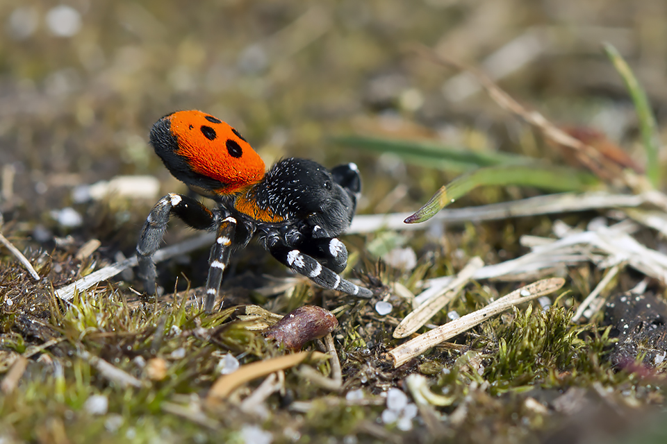 Eresus sandaliatus - Mariehøneedderkop