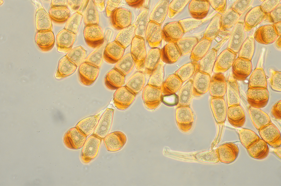 Puccinia caricina (mikro)