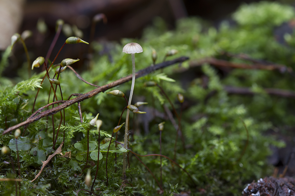 Phloeomana speirea - Kvist-huesvamp