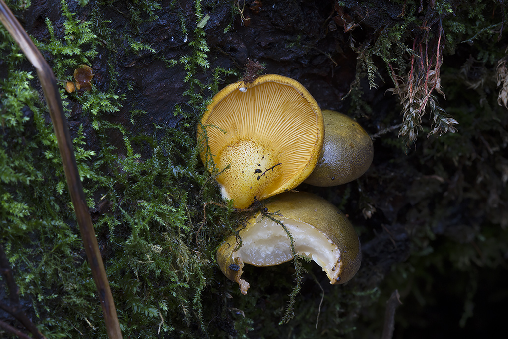Sarcomyxa serotina - Gummihat