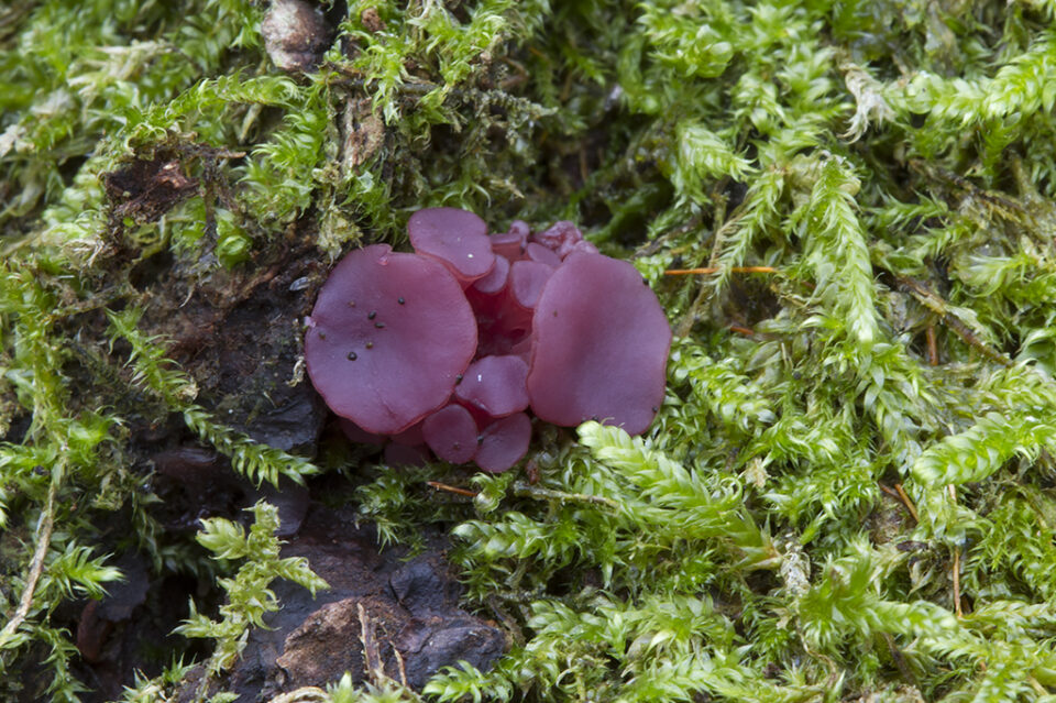 Ascocoryne sarcoides - Rødlilla sejskive