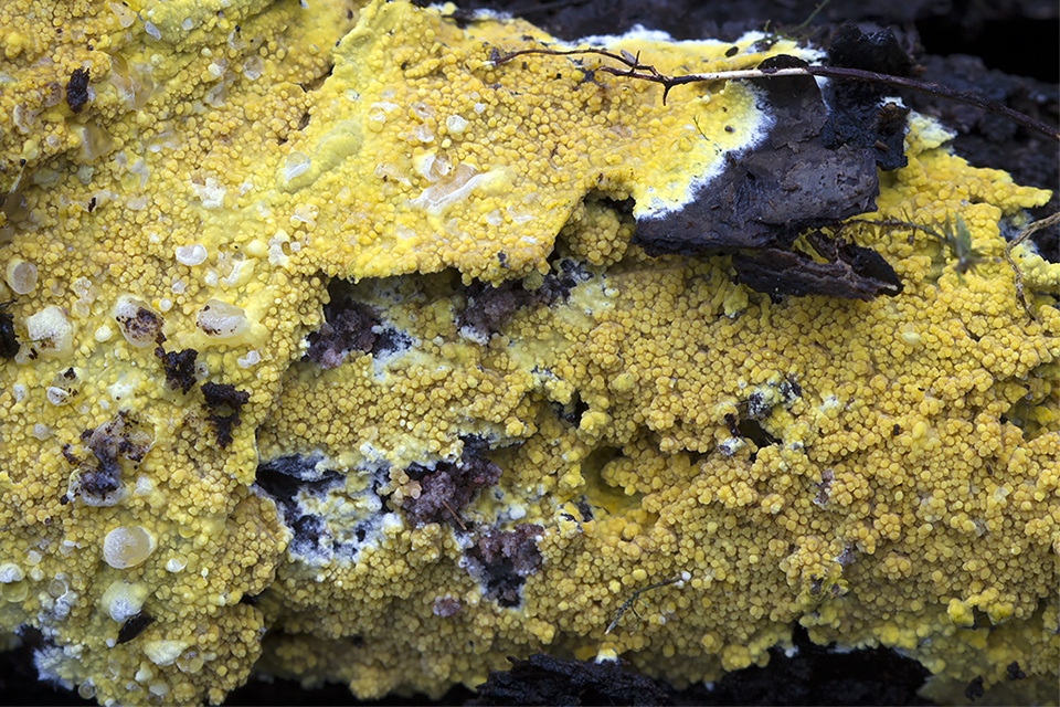 Phlebia subochracea - Svovl-åresvamp