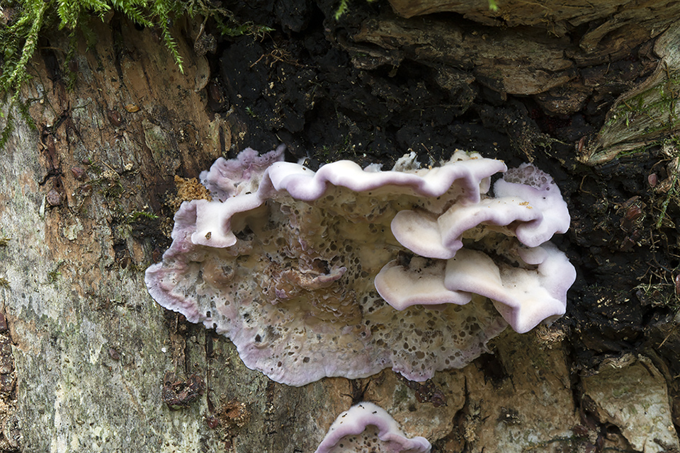 Chondrostereum purpureum - Purpurlædersvamp