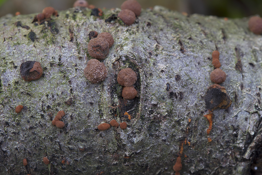 Hypoxylon howeanum - Halvkugleformet kulbær