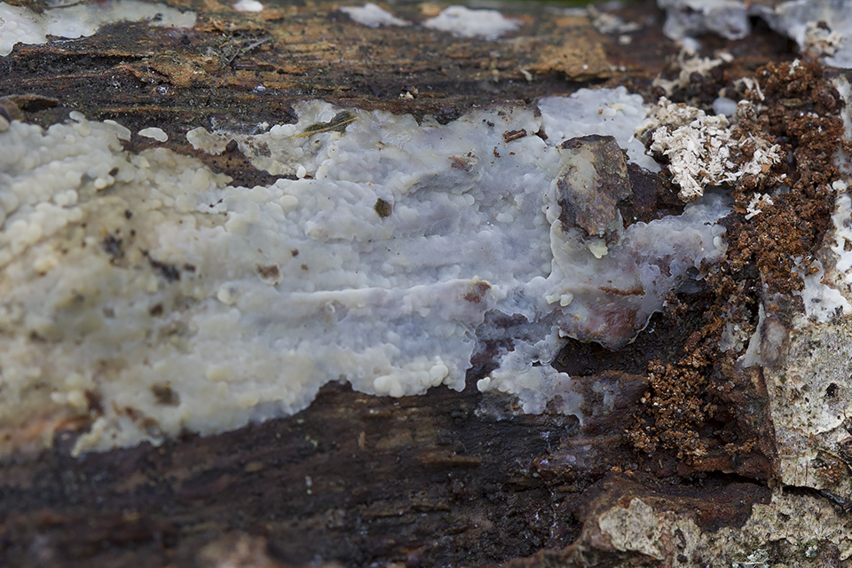 Radulomyces confluens - Glat naftalinskind