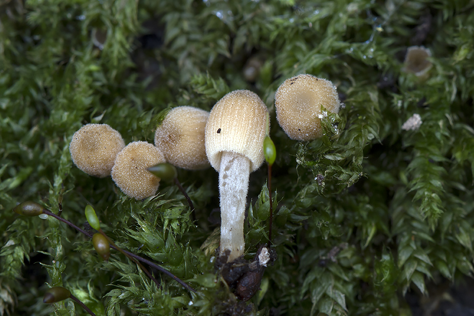 Coprinellus disseminatus - Bredsået blækhat