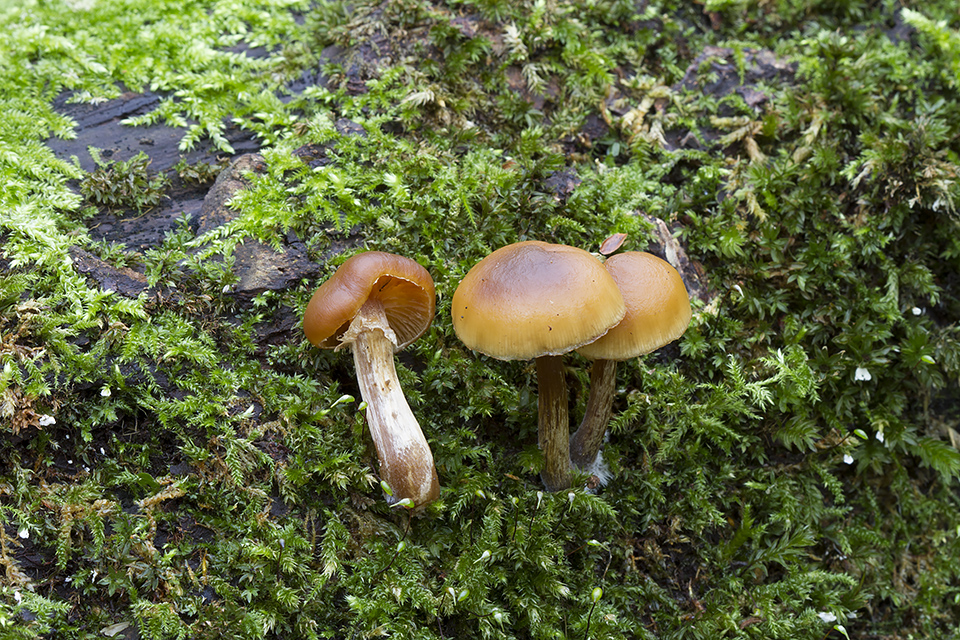 Galerina marginata - Randbæltet hjelmhat
