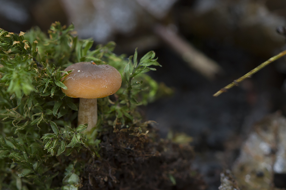 Lactarius obscuratus - Elle-mælkehat
