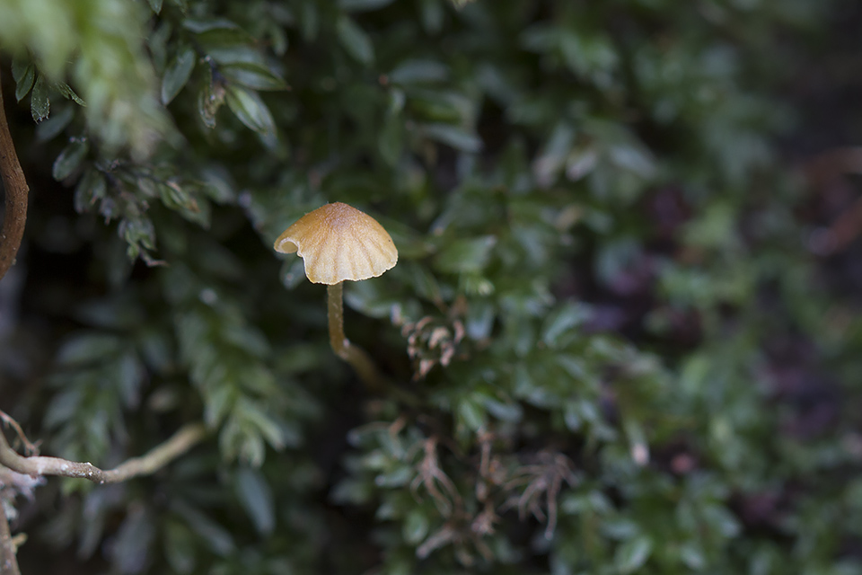 Galerina hypnorum - Mos-hjelmhat