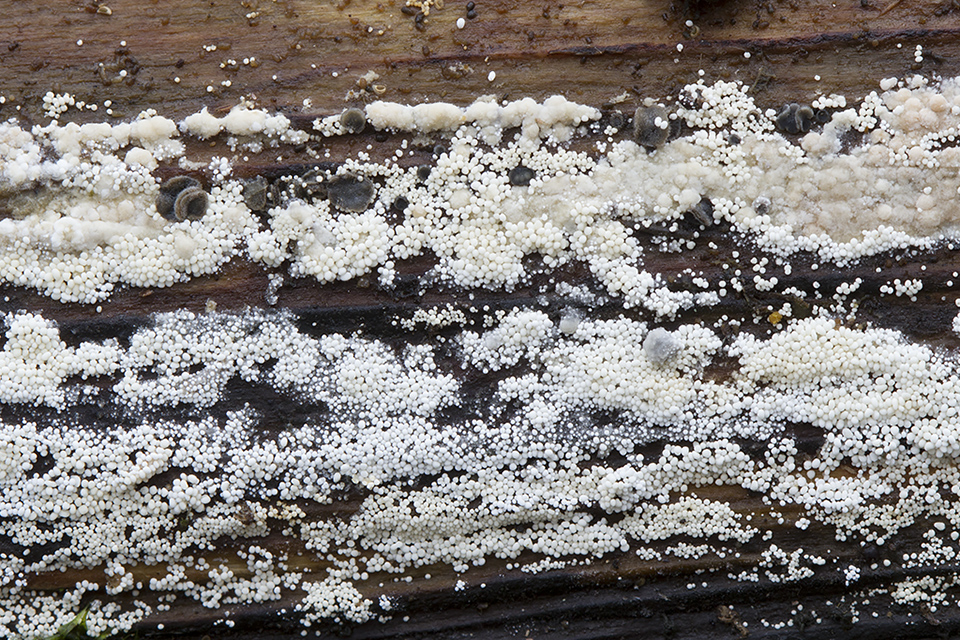 Bulbillomyces farinosus - Æg-kalkskind