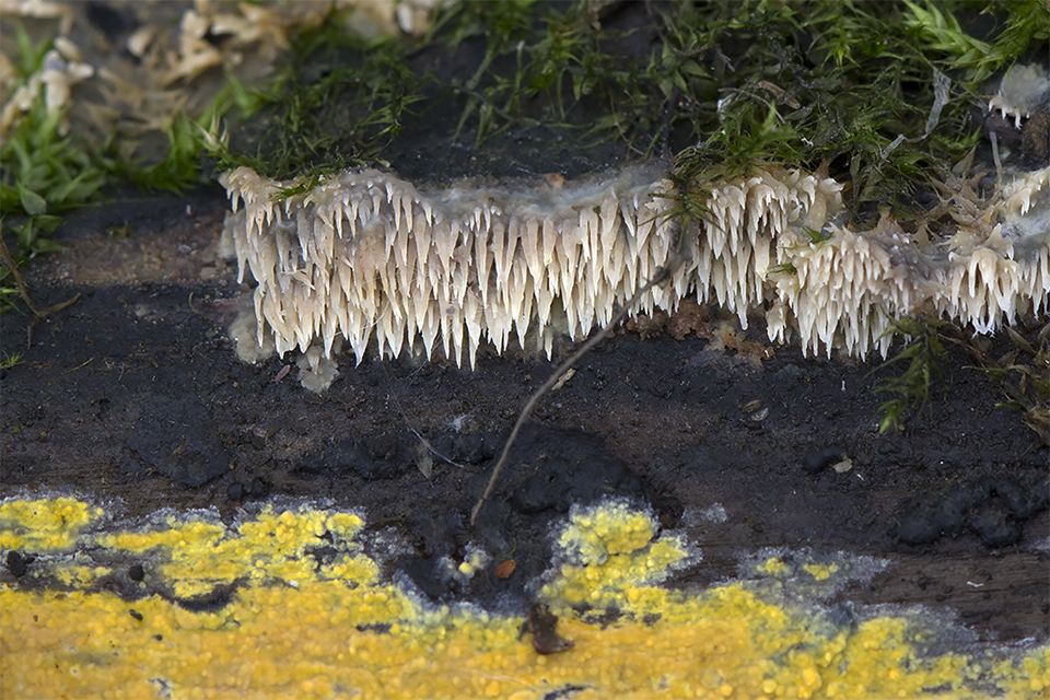 Mycoaciella bispora - Stalaktit-vokspig