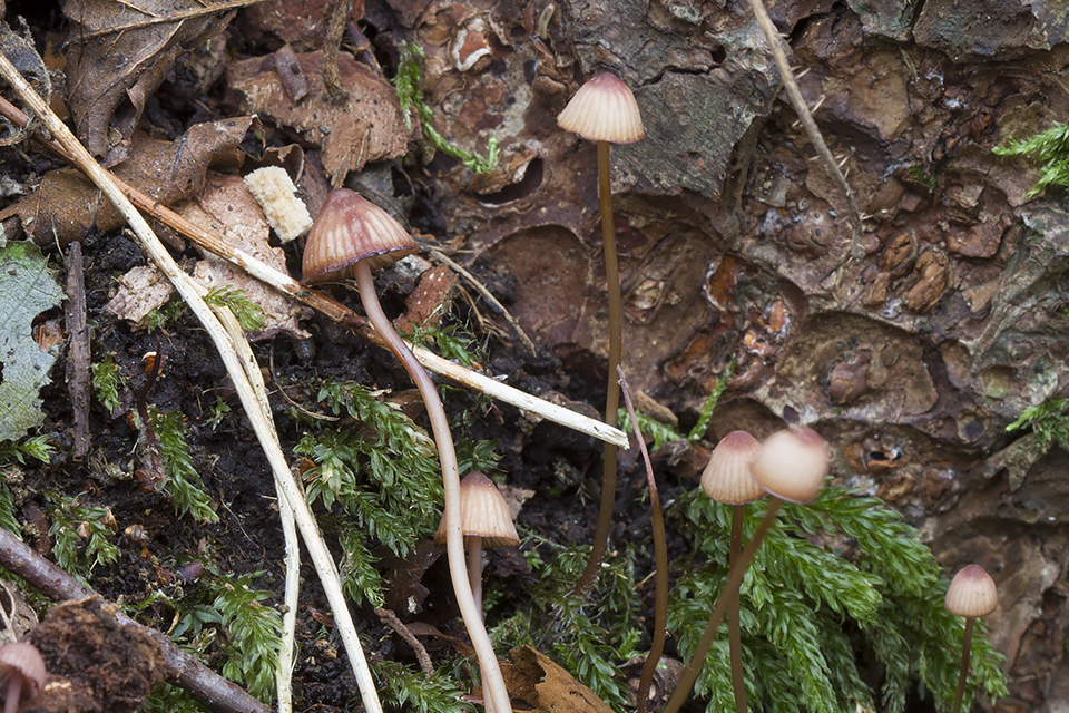 Mycena sanguinolenta - Rødmælket huesvamp