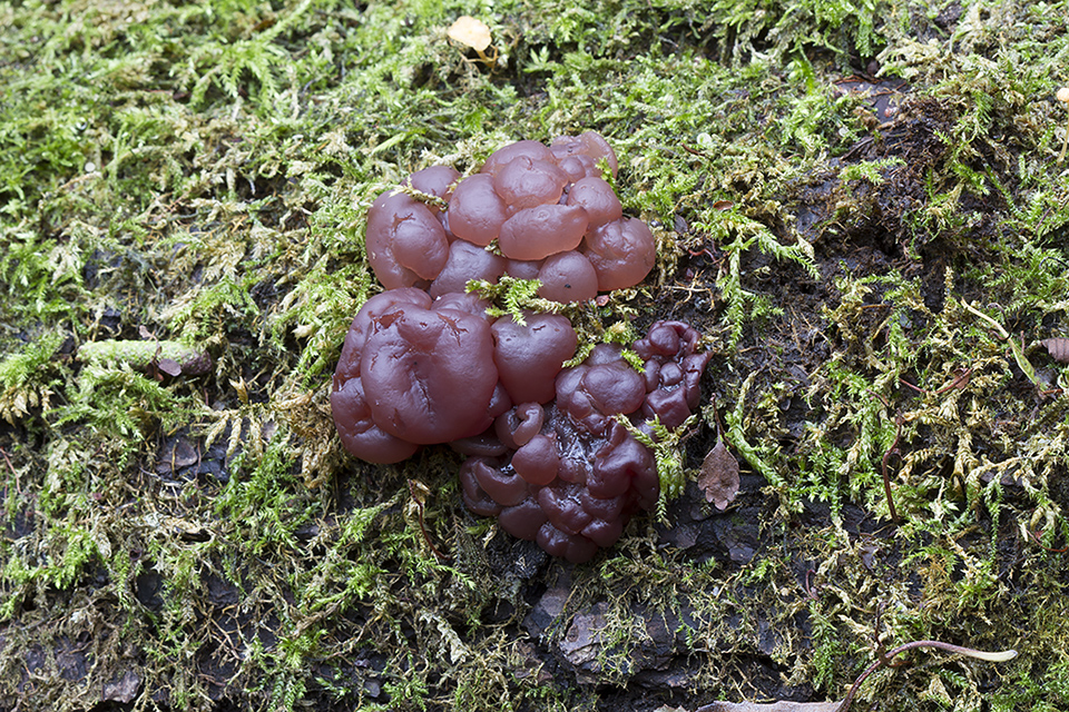 Ascotremella faginea - Hjerne-bævreskive