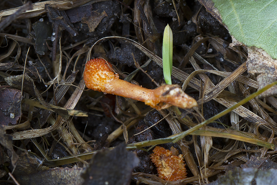 Cordyceps militaris - Puppe-snyltekølle