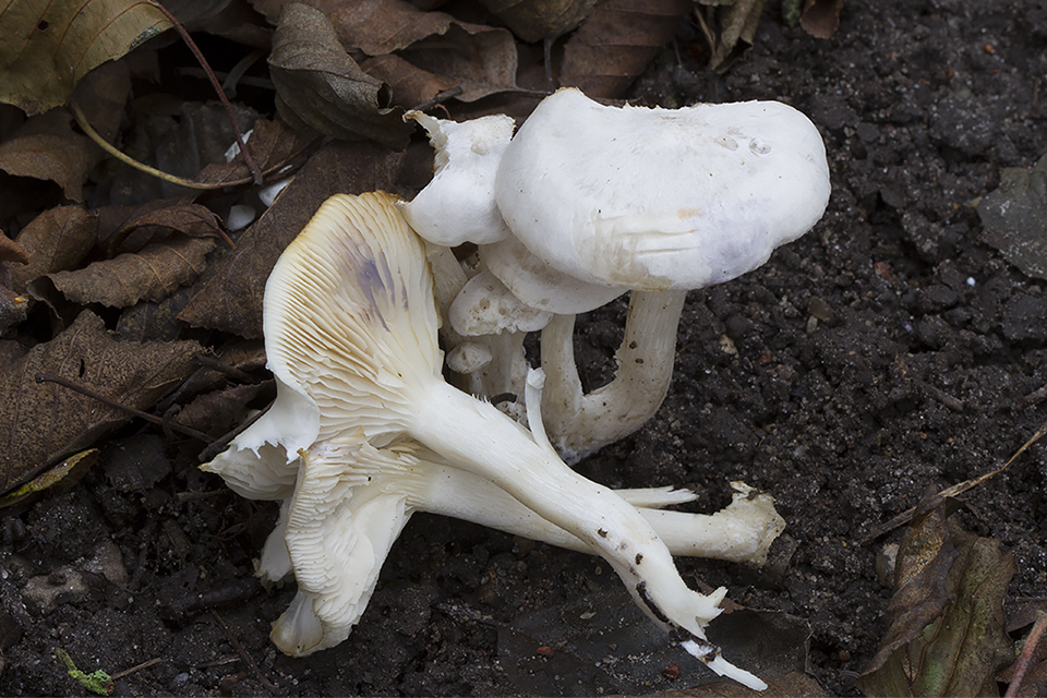 Leucocybe connata - Knippe-tragthat