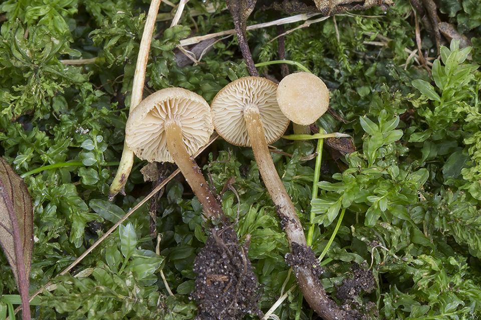 Naucoria escharioides - Lys elle-knaphat