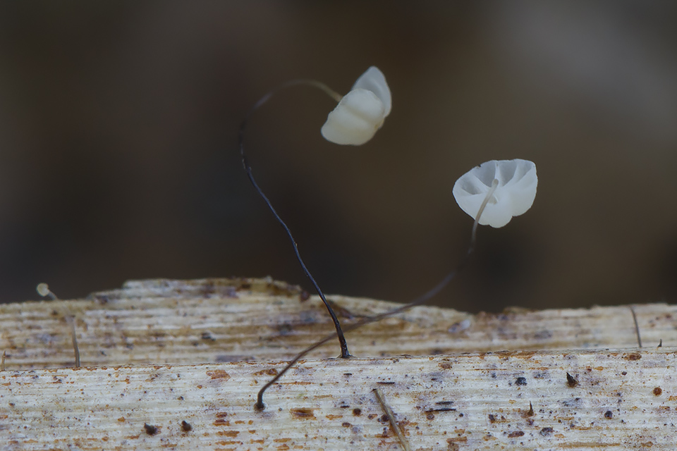 Marasmius limosus - Kær-bruskhat