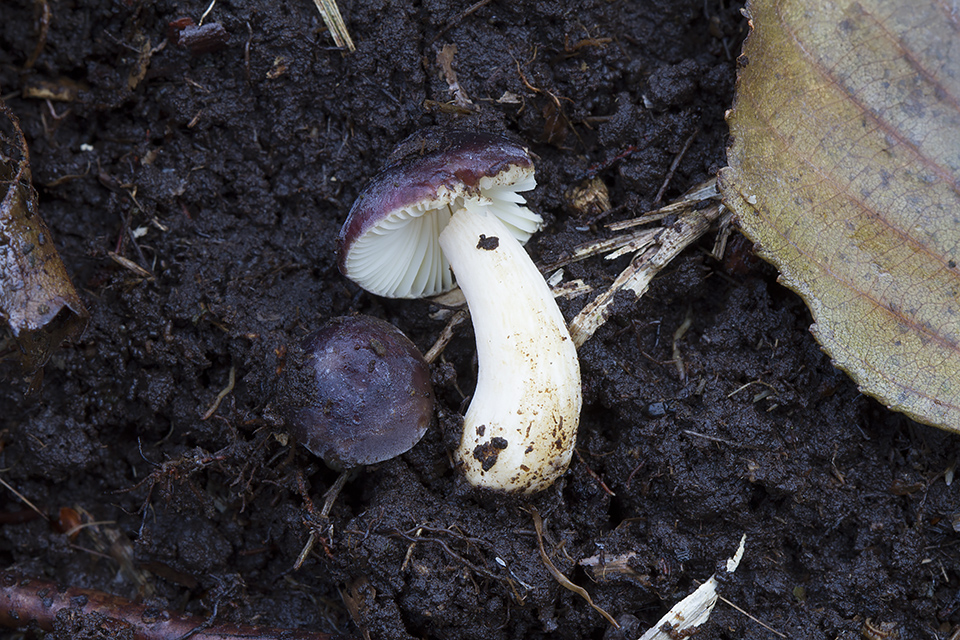 Russula alnetorum - Elle-skørhat