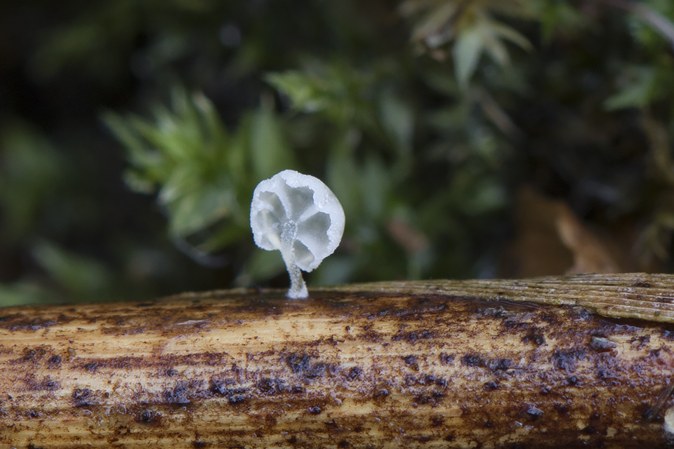 Resinomycena saccharifera - Sukkerhat