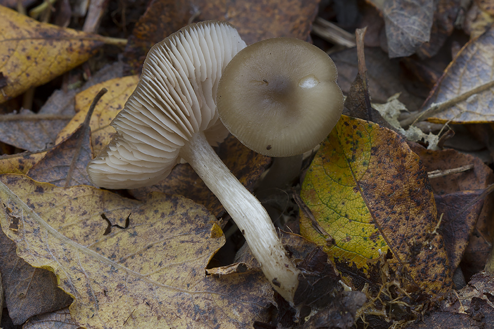 Entoloma sericatum - Rank rødblad