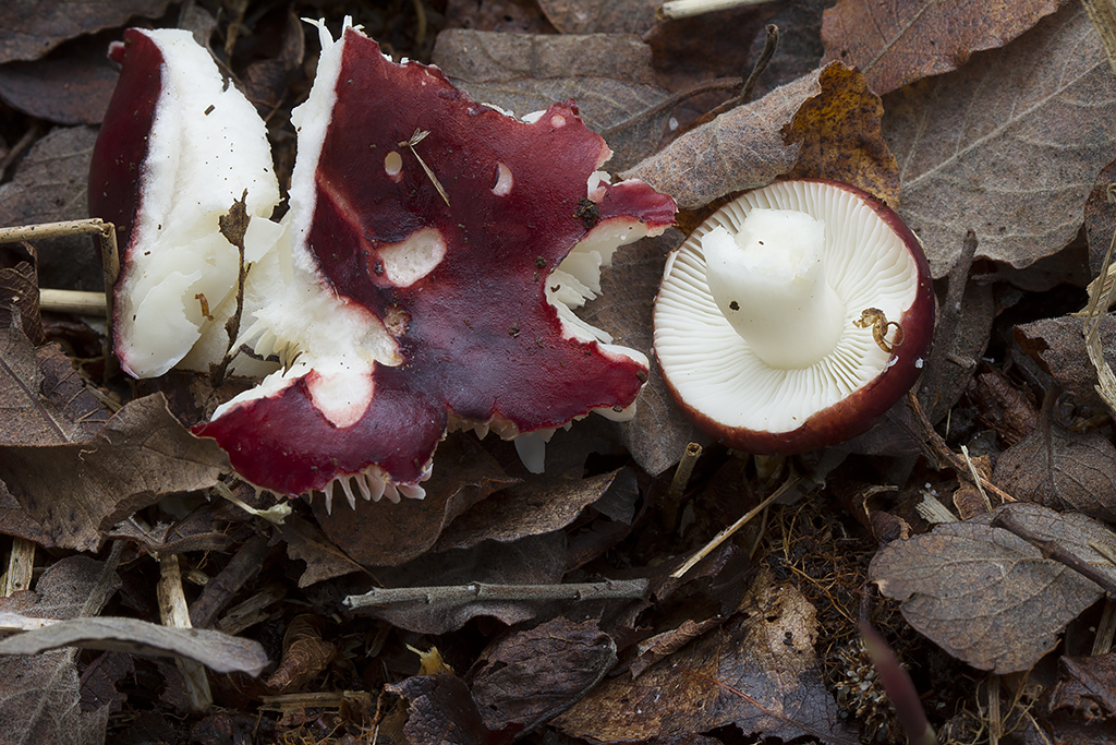 Russula laccata - Klit-skørhat