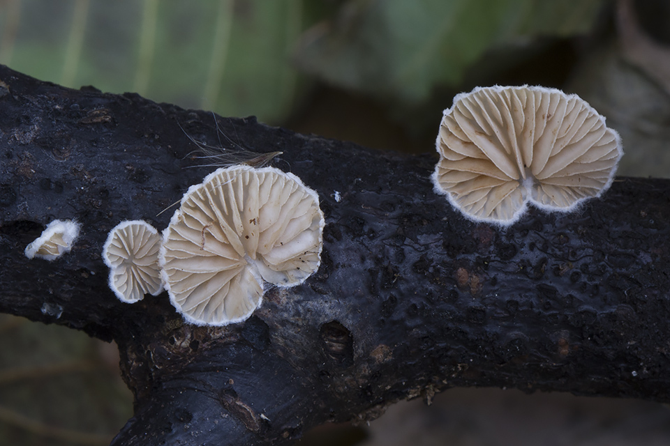 Crepidotus cesatii - Almindelig muslingesvamp