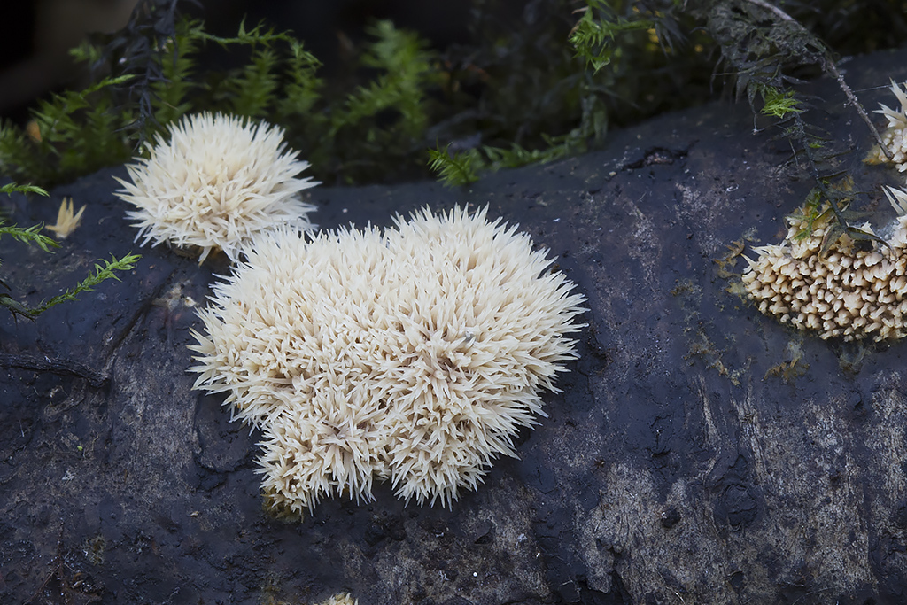 Mycoaciella bispora - Stalaktit-vokspig
