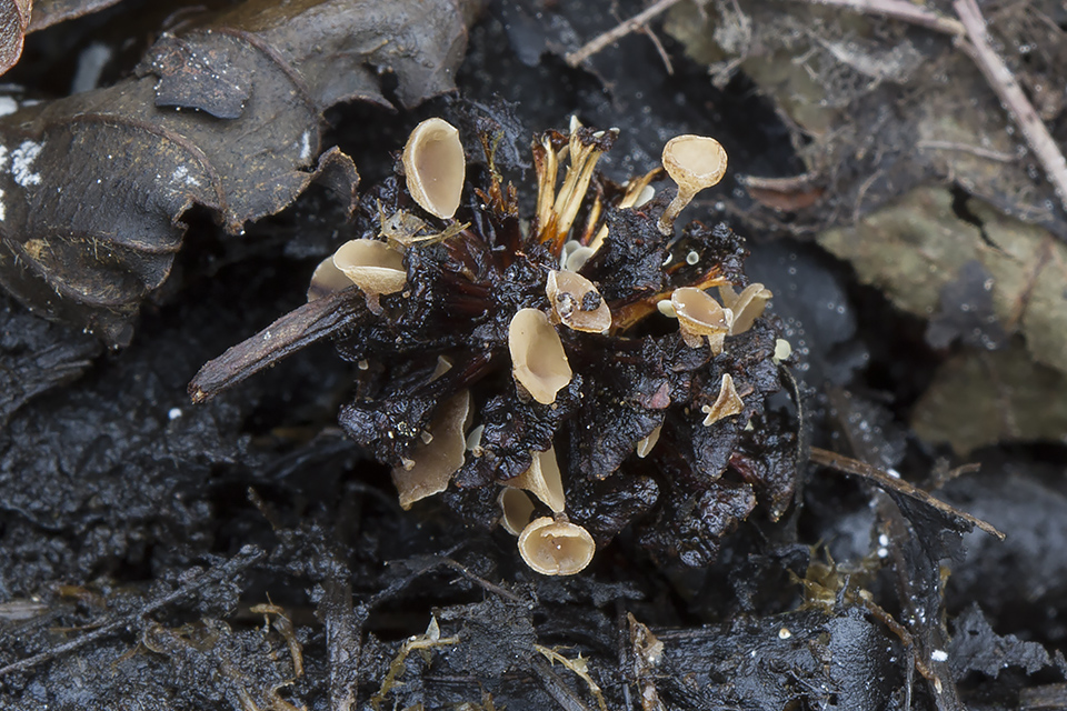 Calycina alniella - Ellekogle-stilkskive