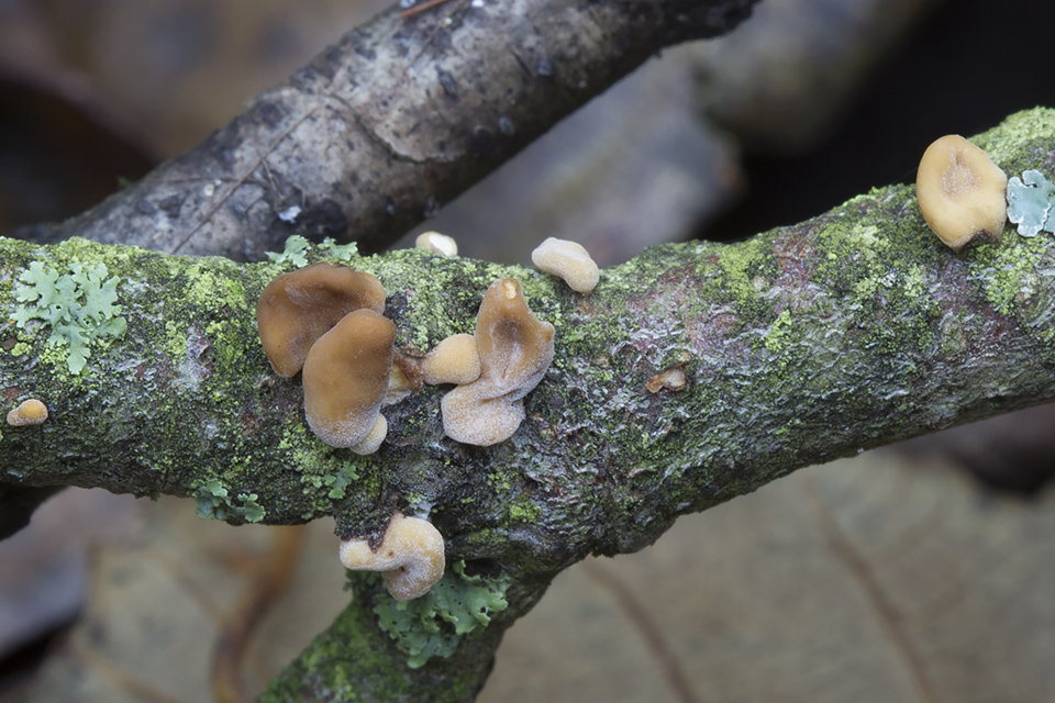Macrotyphula contorta