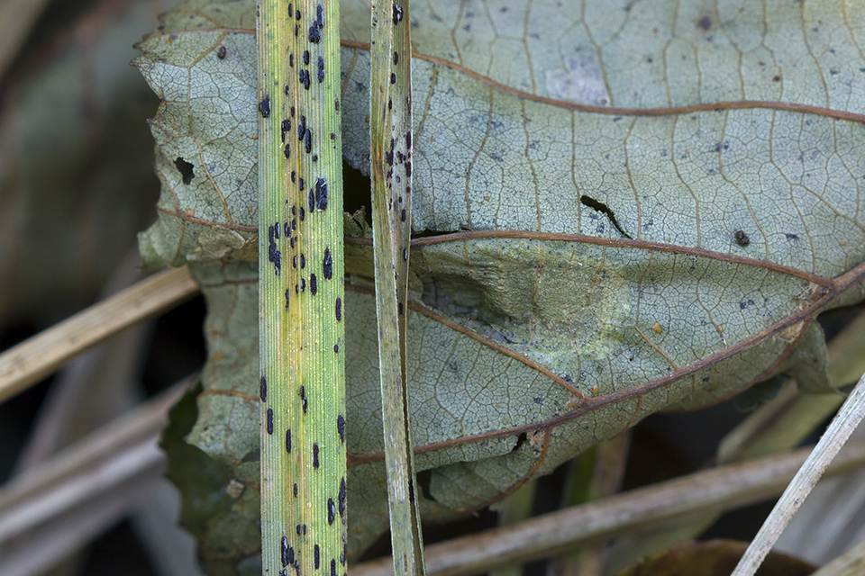 Puccinia caricina