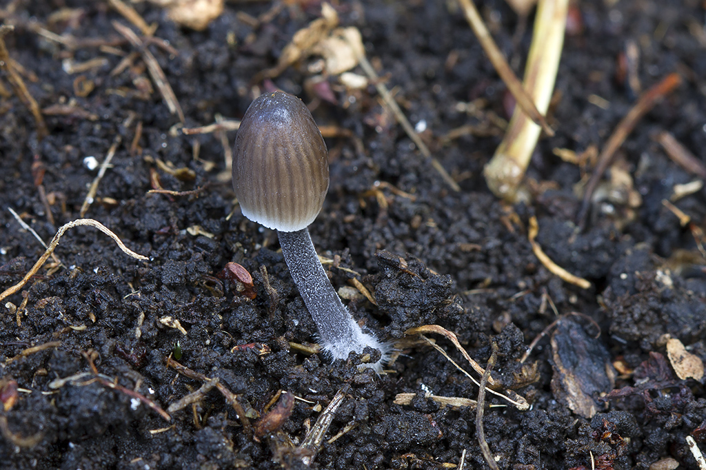 Mycena leptocephala - Klor-huesvamp