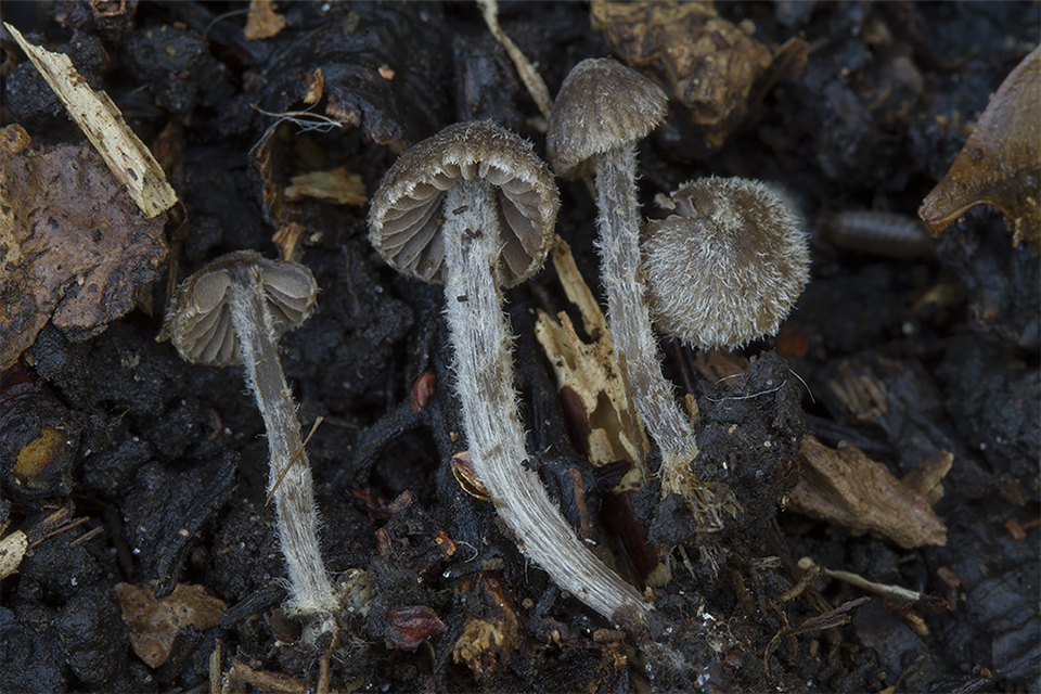 Entoloma dysthales - Gråhåret rødblad