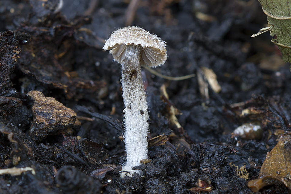 Entoloma dysthales - Gråhåret rødblad