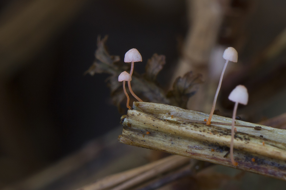 Mycena pterigena - Bregne-huesvamp